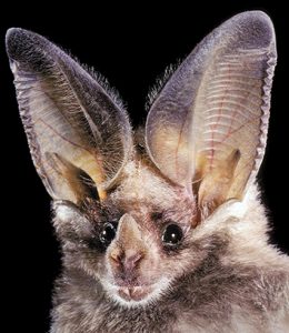 amawulire-bat